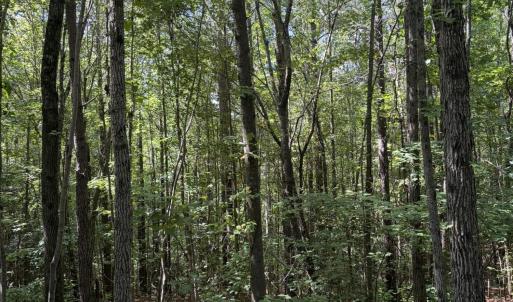 Photo #6 of Tbd Green, Ellerbe, NC 141.0 acres