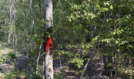 Photo #22 of Tbd Green, Ellerbe, NC 141.0 acres