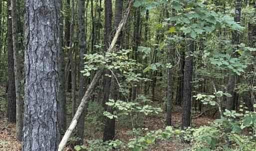 Photo #9 of Tbd Green, Ellerbe, NC 141.0 acres