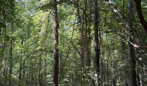 Photo #19 of Tbd Green, Ellerbe, NC 141.0 acres