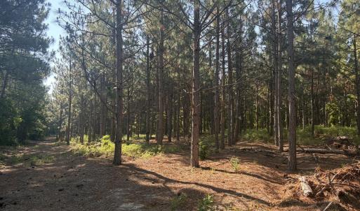 Photo #10 of Tbd Jones Spring Church, Ellerbe, NC 154.4 acres