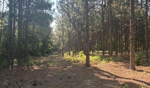 Photo #9 of Tbd Jones Spring Church, Ellerbe, NC 154.4 acres
