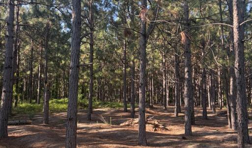 Photo #8 of Tbd Jones Spring Church, Ellerbe, NC 154.4 acres