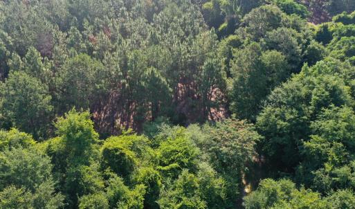 Photo #25 of Tbd Jones Spring Church, Ellerbe, NC 154.4 acres