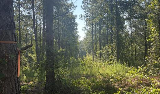 Photo #14 of Tbd Jones Spring Church, Ellerbe, NC 154.4 acres