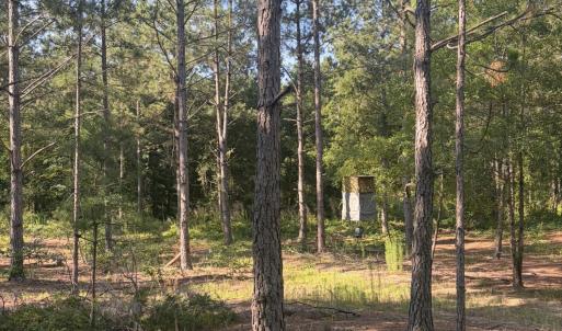 Photo #16 of Tbd Jones Spring Church, Ellerbe, NC 154.4 acres