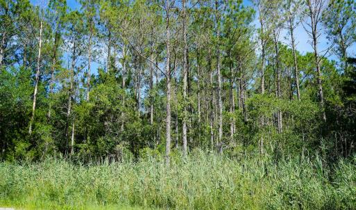 Photo #16 of 4.57 Acres Meekins, Bayboro, NC 4.6 acres