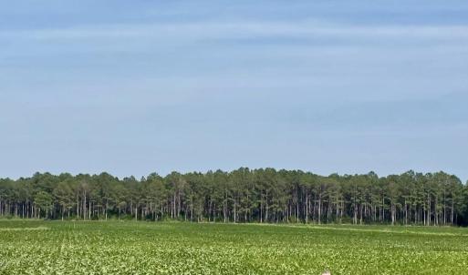 Photo #2 of Lot 3 Us 17, Washington, NC 23.1 acres