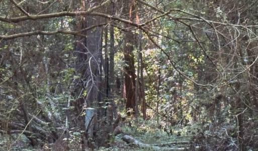 Photo #18 of 3611 New Bern, Jacksonville, NC 4.3 acres