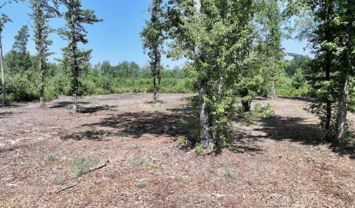 Photo #29 of Guinea Mill, Ernul, NC 34.9 acres