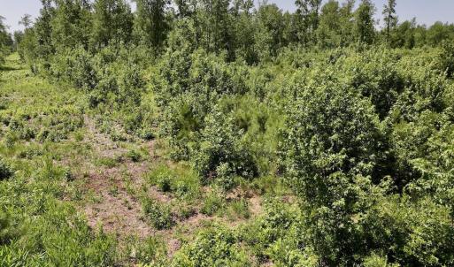 Photo #26 of Guinea Mill, Ernul, NC 34.9 acres