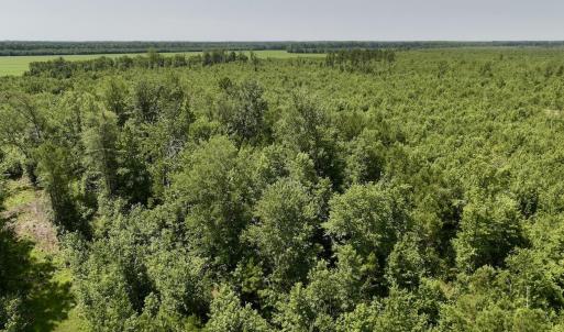 Photo #16 of Guinea Mill, Ernul, NC 34.9 acres