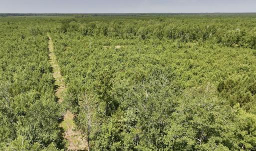 Photo #14 of Guinea Mill, Ernul, NC 34.9 acres