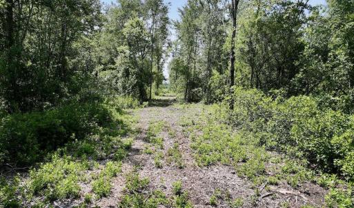 Photo #8 of Guinea Mill, Ernul, NC 34.9 acres