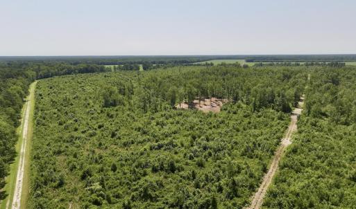 Photo #2 of Guinea Mill, Ernul, NC 34.9 acres