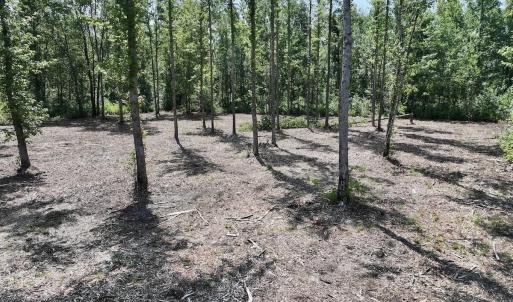 Photo #5 of Guinea Mill, Ernul, NC 34.9 acres