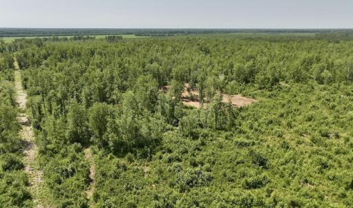 Photo #23 of Guinea Mill, Ernul, NC 34.9 acres