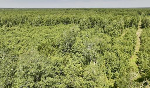 Photo #13 of Guinea Mill, Ernul, NC 34.9 acres