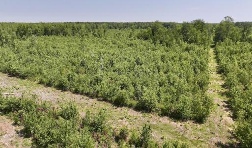 Photo #12 of Guinea Mill, Ernul, NC 34.9 acres