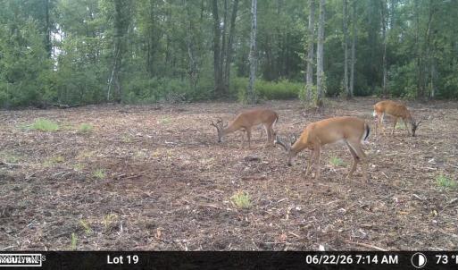 Photo #4 of Guinea Mill, Ernul, NC 34.9 acres