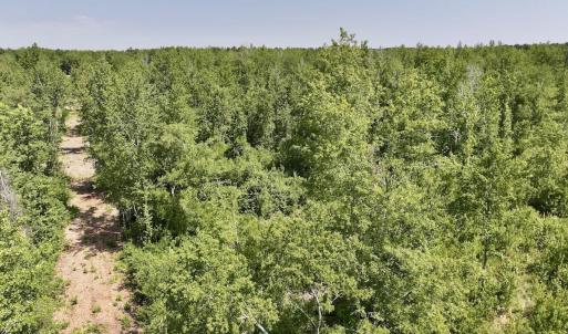 Photo #10 of Guinea Mill, Ernul, NC 34.9 acres