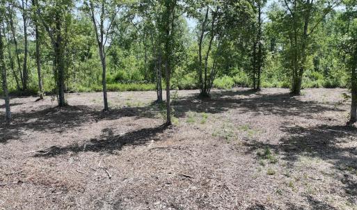 Photo #6 of Guinea Mill, Ernul, NC 34.9 acres