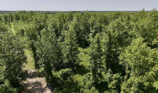 Photo #19 of Guinea Mill, Ernul, NC 34.9 acres