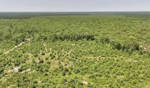 Photo #2 of 28 Guinea Mill, Ernul, NC 34.3 acres