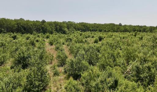 Photo #13 of 28 Guinea Mill, Ernul, NC 34.3 acres