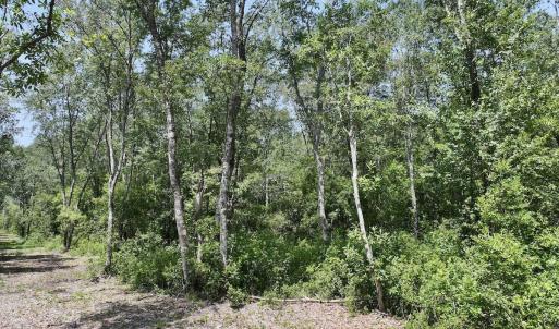Photo #8 of 28 Guinea Mill, Ernul, NC 34.3 acres