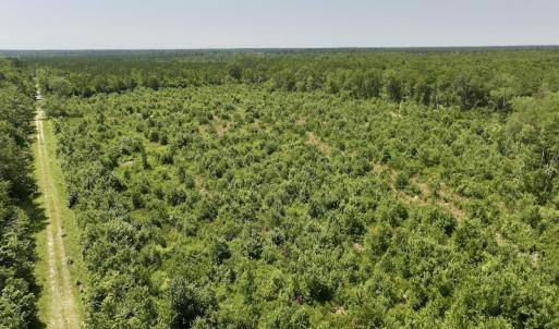 Photo #4 of 28 Guinea Mill, Ernul, NC 34.3 acres