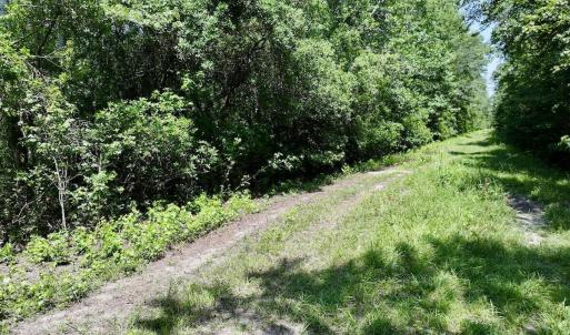 Photo #11 of 28 Guinea Mill, Ernul, NC 34.3 acres