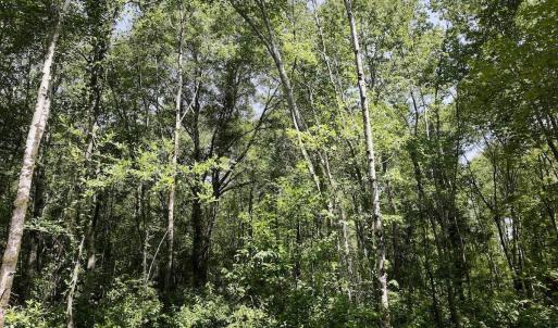 Photo #3 of 28 Guinea Mill, Ernul, NC 34.3 acres