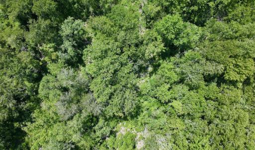 Photo #18 of 29 Guinea Mill, Ernul, NC 35.7 acres