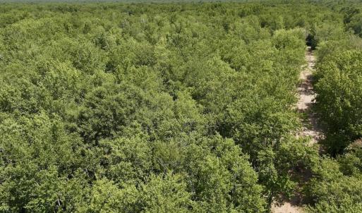 Photo #22 of 29 Guinea Mill, Ernul, NC 35.7 acres