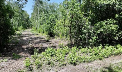 Photo #23 of 29 Guinea Mill, Ernul, NC 35.7 acres