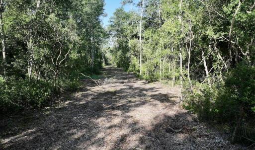 Photo #9 of 29 Guinea Mill, Ernul, NC 35.7 acres