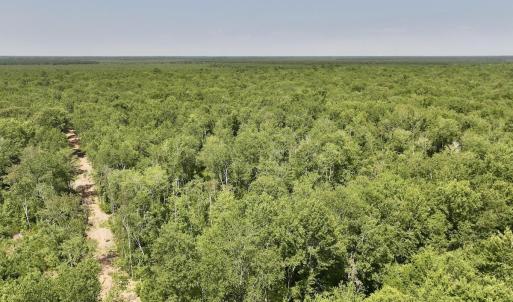 Photo #15 of 29 Guinea Mill, Ernul, NC 35.7 acres
