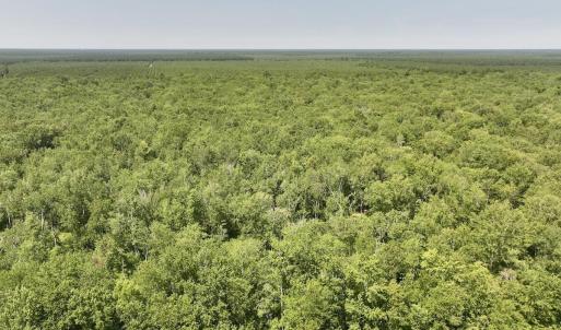 Photo #16 of 29 Guinea Mill, Ernul, NC 35.7 acres