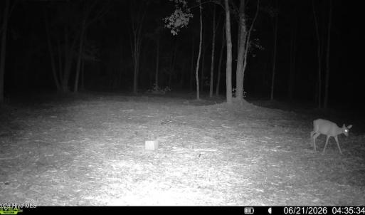 Photo #26 of 29 Guinea Mill, Ernul, NC 35.7 acres