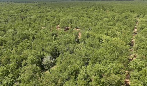 Photo #19 of 29 Guinea Mill, Ernul, NC 35.7 acres