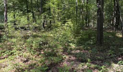 Photo #2 of 153 Omaha, Louisburg, NC 0.1 acres