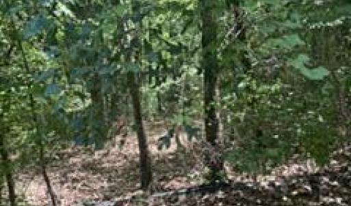 Photo #3 of Tbd Boling, Southern Pines, NC 60.0 acres