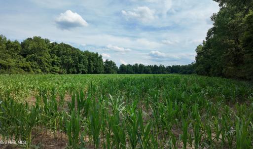 Photo #9 of 1817 Off S/, Chinquapin, NC 52.2 acres