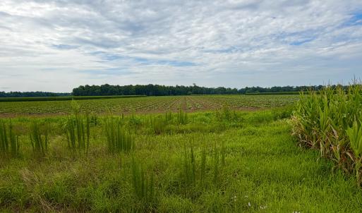 Photo #16 of 478 Davis Mill, Fremont, NC 73.4 acres