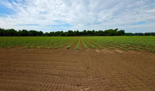 Photo #1 of 478 Davis Mill, Fremont, NC 73.4 acres
