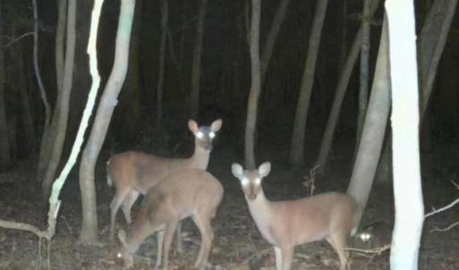 Photo #6 of 857 Mill River, Jacksonville, NC 11.1 acres