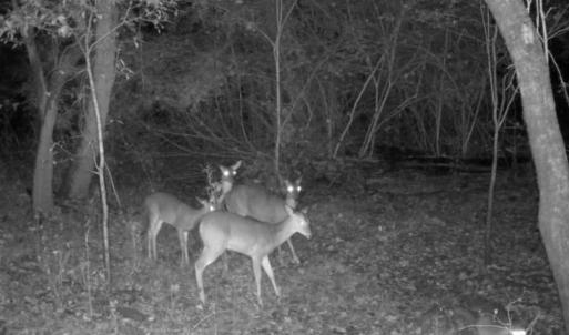 Photo #8 of 857 Mill River, Jacksonville, NC 11.1 acres