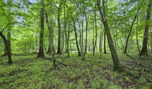 Photo #20 of 857 Mill River, Jacksonville, NC 11.1 acres