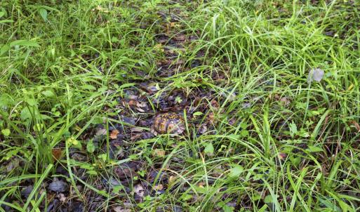 Photo #17 of 857 Mill River, Jacksonville, NC 11.1 acres